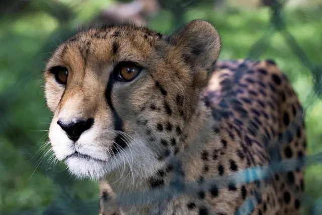 Veerangana Durgavati Tiger Reserve Designated as Cheetah Habitat in Madhya Pradesh