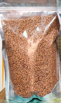 Kathiya Gehu: Bundelkhand's Indigenous Wheat Variety Receives GI Tag