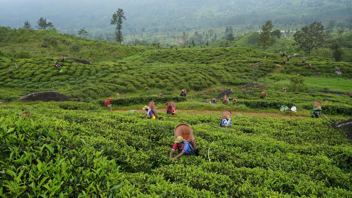 Horrified’ by plight of Sri Lanka’s plantation workers, says tribunal