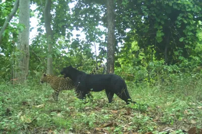 Rare Black Panther Sighted in Achanakmar Tiger Reserve