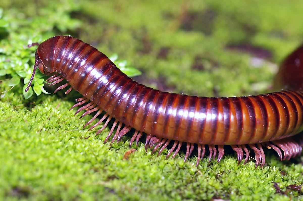 Earth's First True Millipede Species Discovered