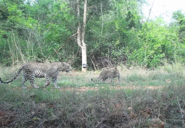 Bengaluru Surpasses Mumbai as India's Leopard Capital with 80-85 Wild Leopards