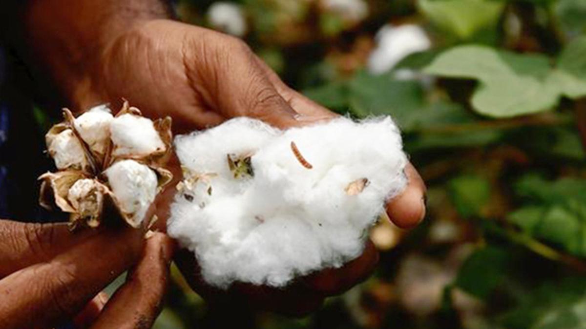 The status of transgenic crops in India