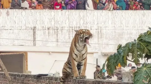 Uttar Pradesh's 'Bagh Mitra' Initiative Boosts Tiger Conservation