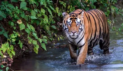 India Announces Ratapani as its 57th Tiger Reserve