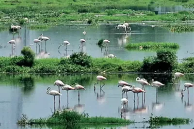 New Ramsar Sites in Bihar: Nagi and Nakti Bird Sanctuaries