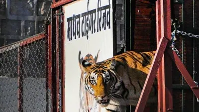 Madhav National Park Declared as India's 58th Tiger Reserve