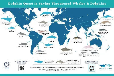 India Launches First National Dolphin Research Centre to Protect Gangetic Dolphins