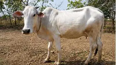 ICAR Registers 16 New Indigenous Animal Breeds