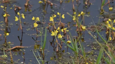 Discovery of Carnivorous Plant Utricularia in Keoladeo National Park