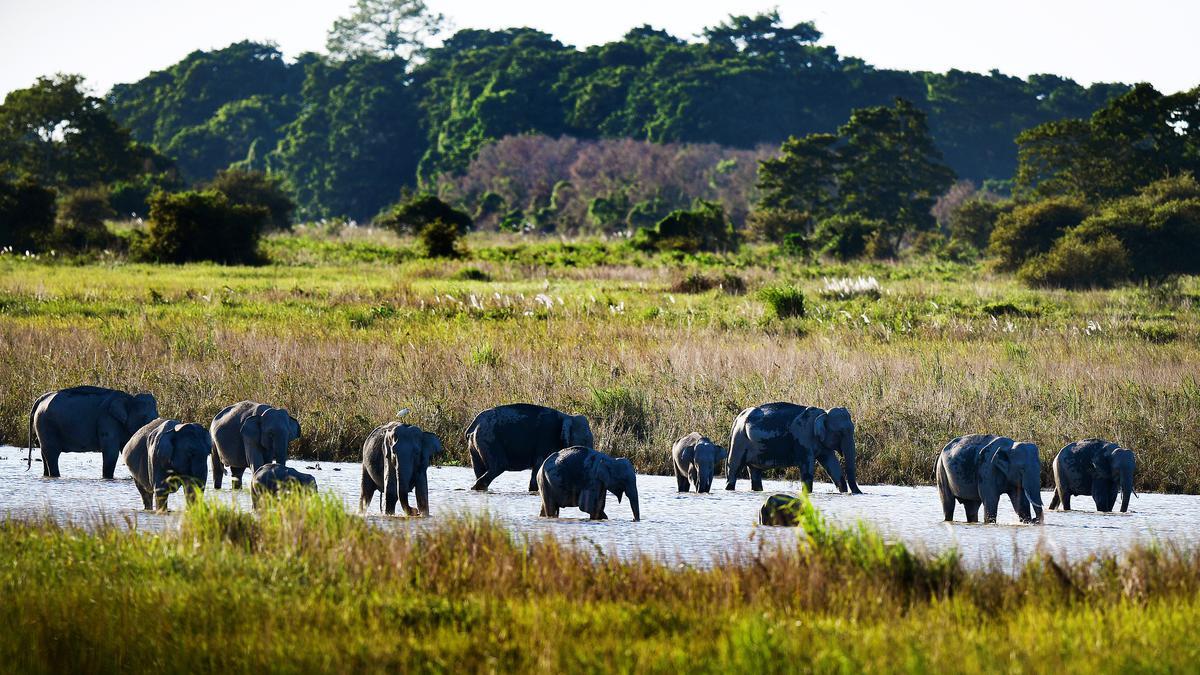 The new Kunming-Montreal Global Biodiversity Framework (GBF)