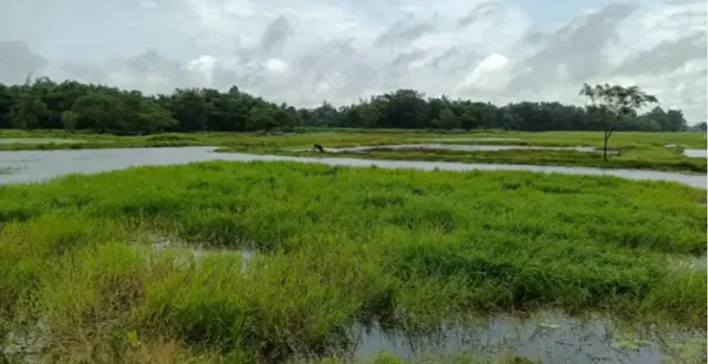 Assam's Borjuli Wetland Declared Biodiversity Heritage Site