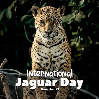 International Jaguar Day: Awareness and Conservation