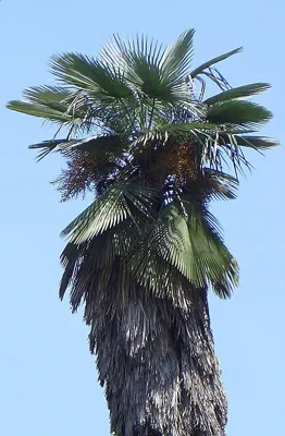 Conservation Efforts for Kumaon Fan Palm