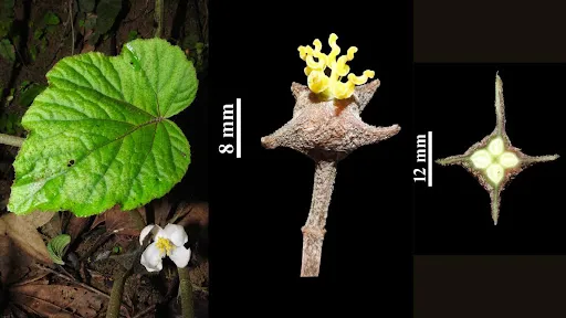 New Begonia Species Discovered in Arunachal Pradesh