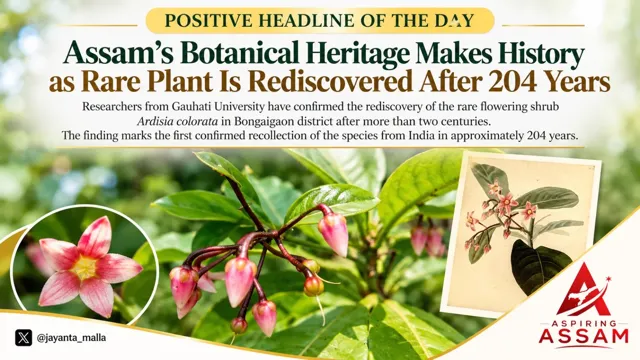 Ardisia Colorata Rediscovered in Assam After 204 Years