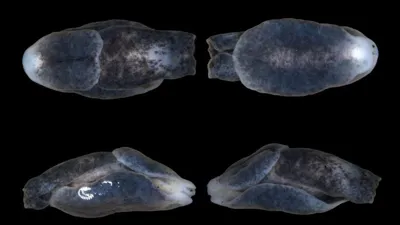 Discovery of New Marine Head-Shield Sea Slug: Melanochlamys droupadi