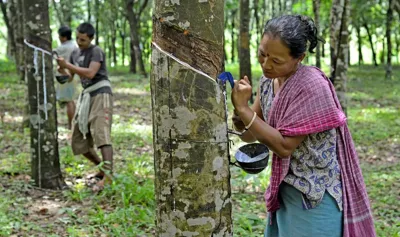 INROAD Project: Boosting Natural Rubber Quality in India's North-East