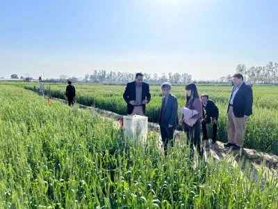 India-Japan Collaboration on Urea-Efficient Wheat Varieties Using BNI Technology