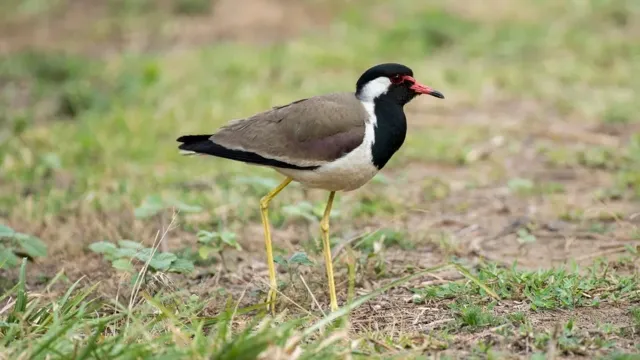 Red-Wattled Lapwing: India's Traditional Monsoon Forecaster