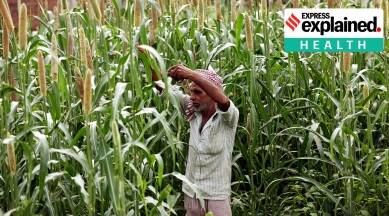 भारत के मोटे अनाज को समर्थन, इन अनाजों का होना क्यों मायने रखता है
