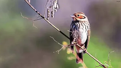 Little Bunting Bird Spotted in Rajasthan for the First Time