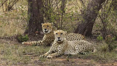 Cheetah Reintroduction Project in Gandhi Sagar Wildlife Sanctuary