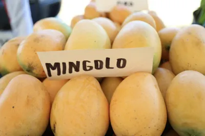 Global Mango Exports: Mexico Leads the Way