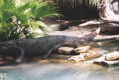 Gharial Conservation: Why They Are Endangered & How Madhya Pradesh is Leading the Way