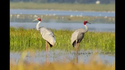Uttar Pradesh Sarus Crane Census 2024: Key Findings and Conservation Insights