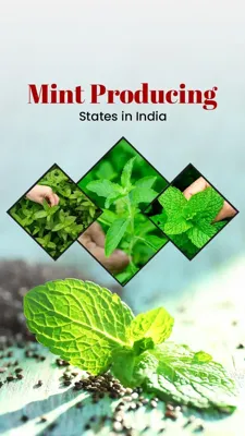Largest Mint Producing State in India: Facts and Insights