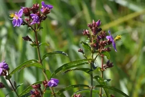 New Flowering Plant Species Discovered in Manas National Park, Assam