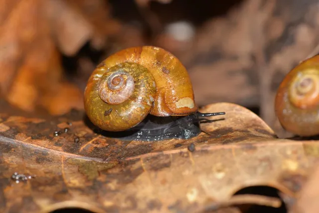 New Land Snail Species Discovered in Maharashtra's Konkan Region