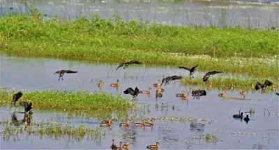 Sirpur Lake Conservation and Biodiversity