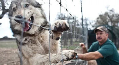 India's New Regulations on Exotic Pets: A Step Towards Wildlife Conservation