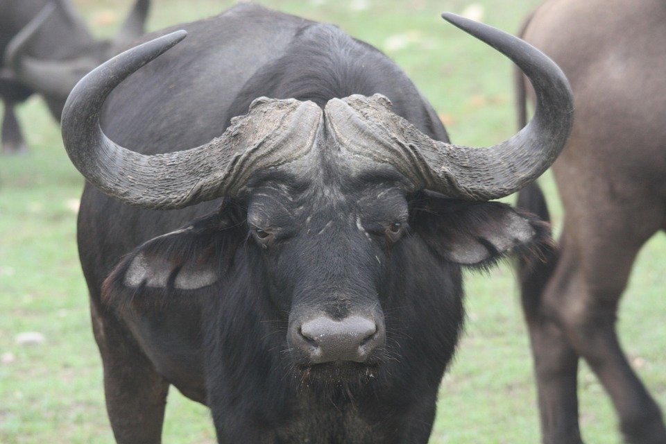 Manda Buffalo