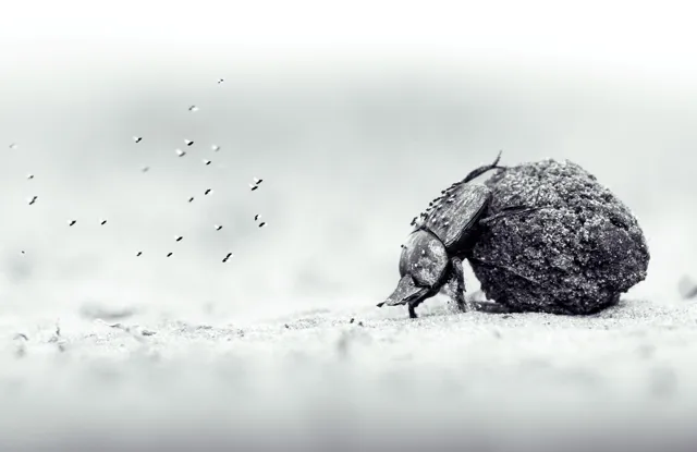 British Teen Wins Young Wildlife Photographer of the Year 2026