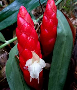 Researchers report new variety belonging to ginger family