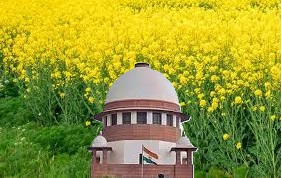 How GM mustard was developed, why the question of its approval has now reached Supreme Court