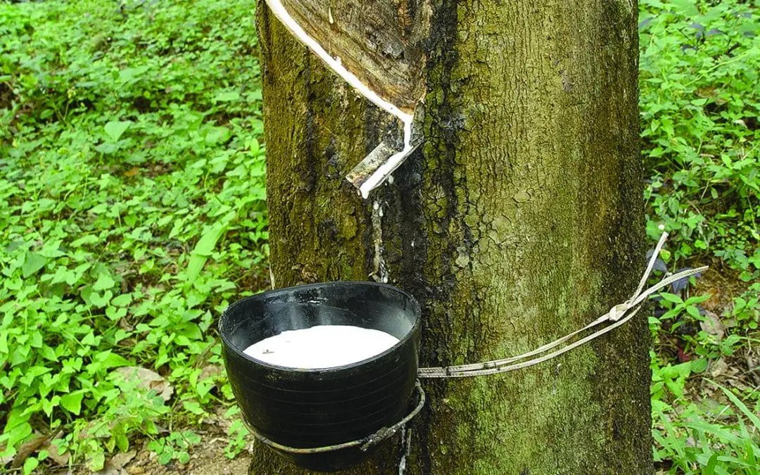 Tripura to grow rubber on 30,000 additional hectares