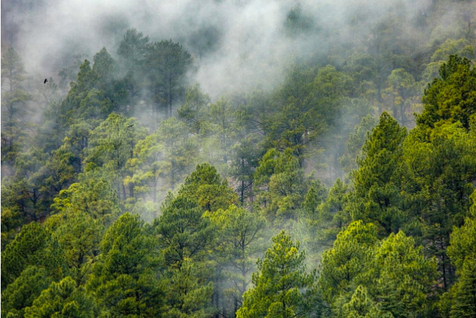 Indian Forest & Wood Certification Scheme launched to promote Sustainable Management of forests and agroforestry