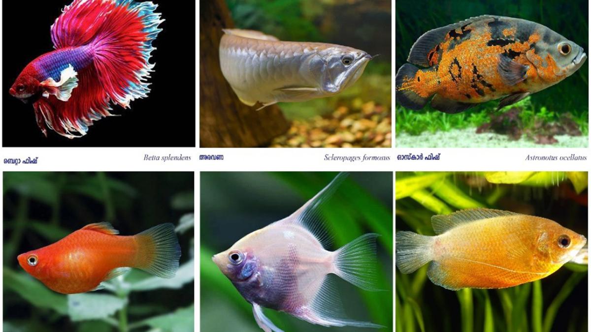 Kerala Village compiles in-depth Bio diversity register