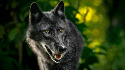 Indian Wolves in Nauradehi Wildlife Sanctuary to be Fitted with Radio Collars