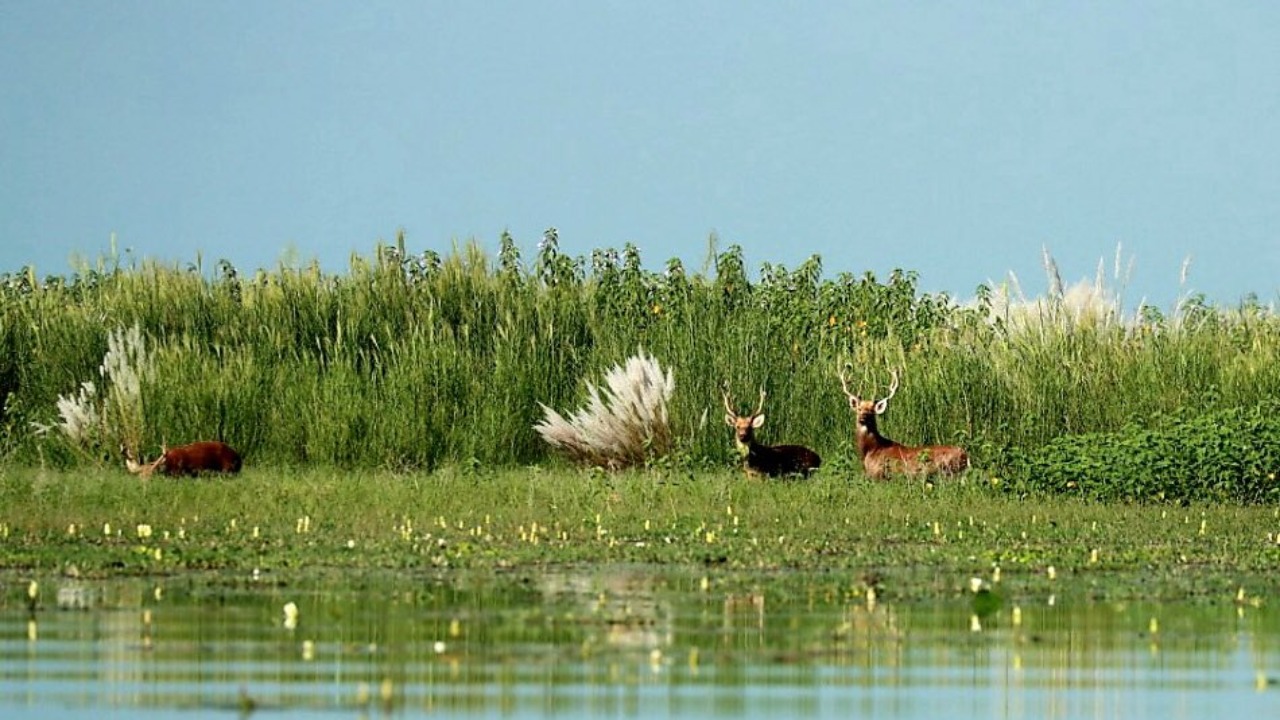 Haiderpur Wetland added to Ramsar site