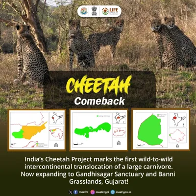 Cheetah Reintroduction Project Expands to Banni Grasslands and Gandhisagar Sanctuary