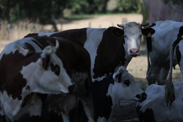 France Reports First Human Case of Shamonda Virus in 2026