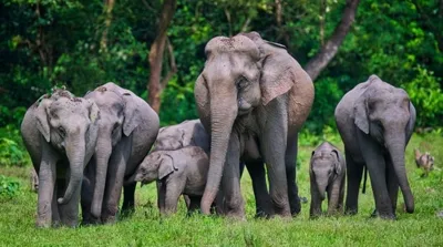 Celebrating World Elephant Day and the Corbett Tiger Reserve