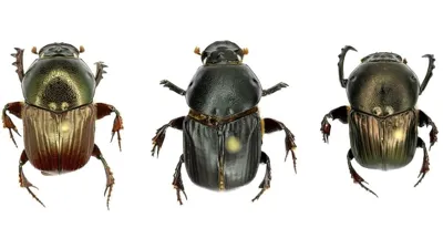 IIT Kanpur's Research Finds Signs of Oil and Gas Near Narcondam Island