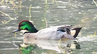 Rare Sighting of Falcated Duck at Sultanpur National Park
