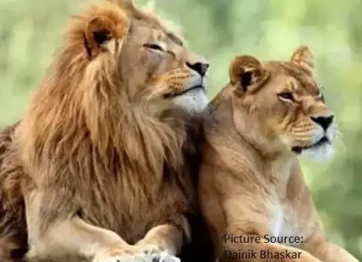Sajjangarh Biological Park to Receive Lions from Sakkarbaug Zoological Park